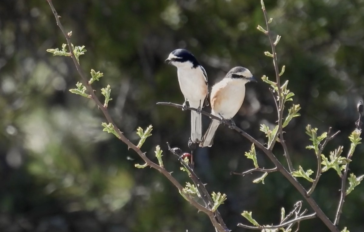 Masked Shrike - ML617470897