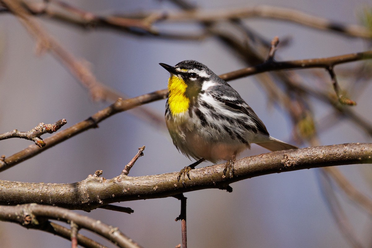 Yellow-throated Warbler - ML617470907