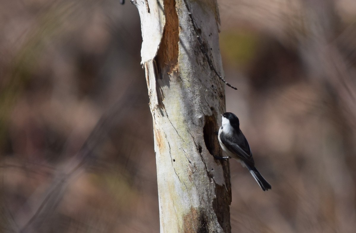 Black-capped Chickadee - ML617470913