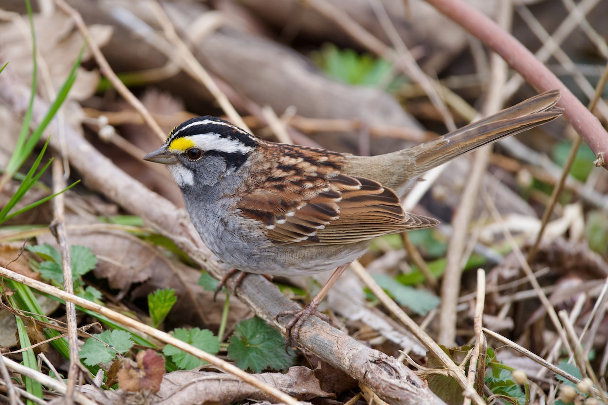 White-throated Sparrow - Félix Cloutier