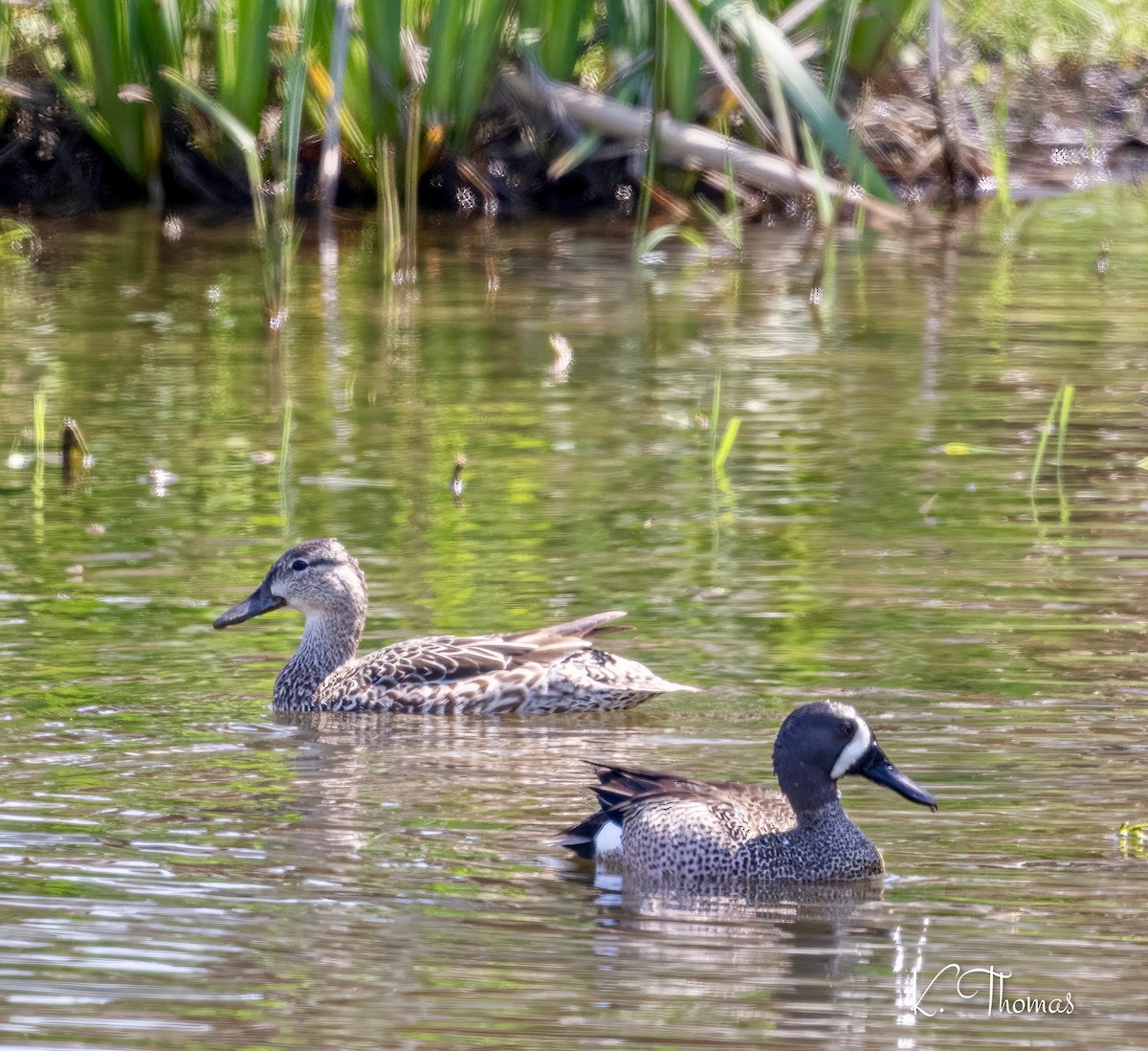 Blue-winged Teal - ML617470919