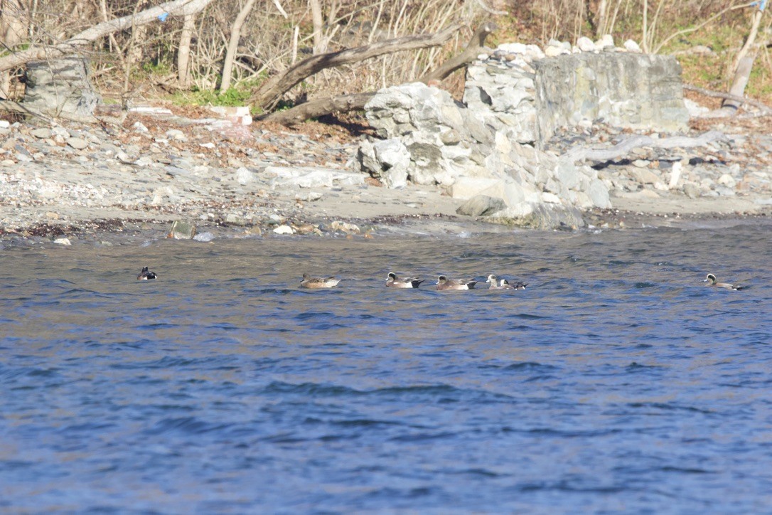 American Wigeon - John Shamgochian