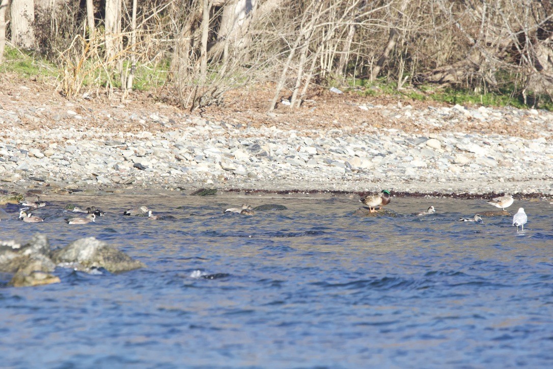 American Wigeon - ML617470923