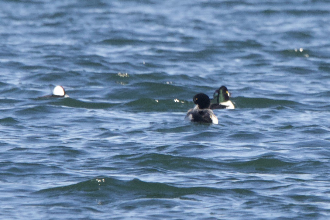 Greater Scaup - ML617470928