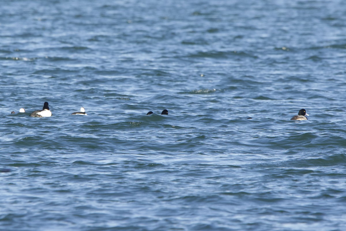 Greater Scaup - ML617470929