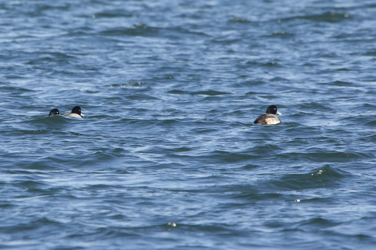 Greater Scaup - ML617470930