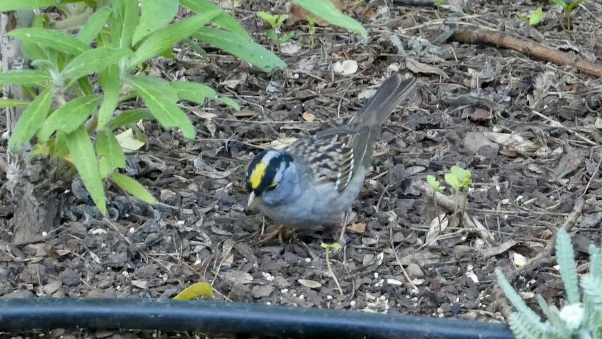 White-crowned x Golden-crowned Sparrow (hybrid) - ML617470934