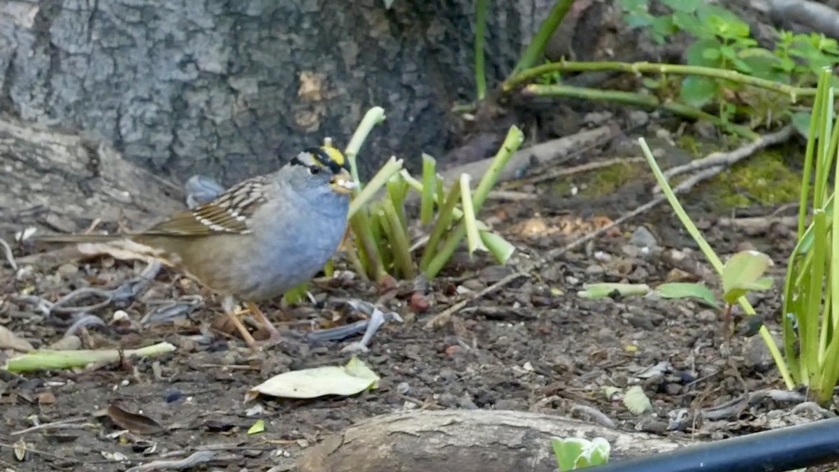 White-crowned x Golden-crowned Sparrow (hybrid) - ML617470935