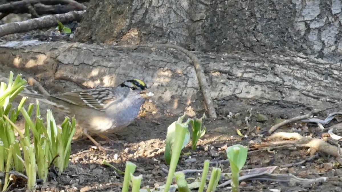 White-crowned x Golden-crowned Sparrow (hybrid) - ML617470936