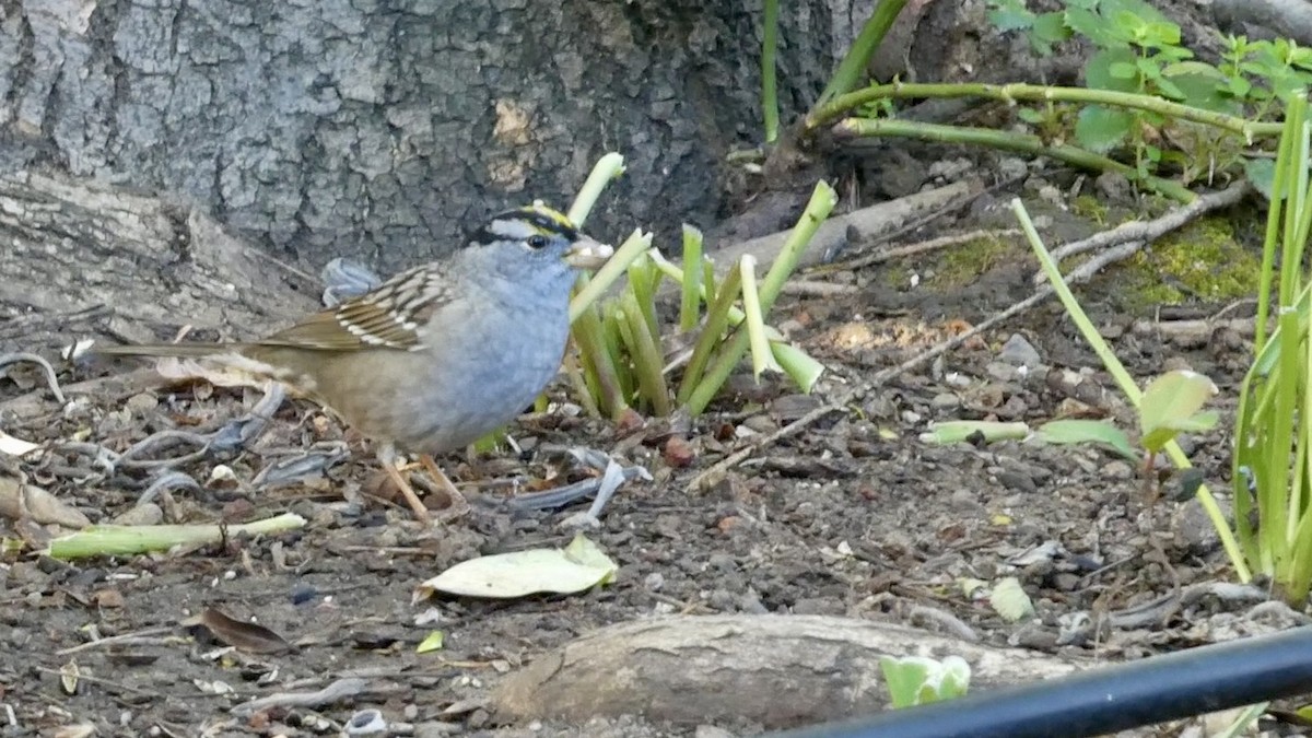 White-crowned x Golden-crowned Sparrow (hybrid) - ML617470937