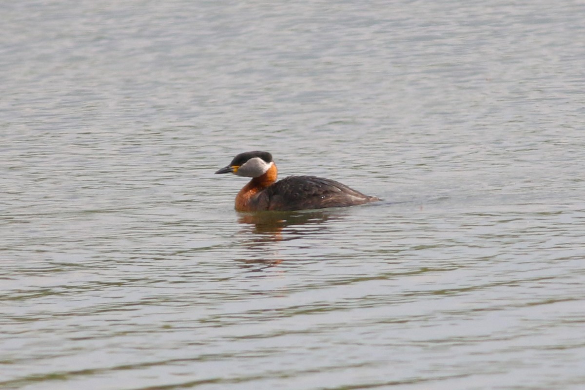 Red-necked Grebe - ML617470949