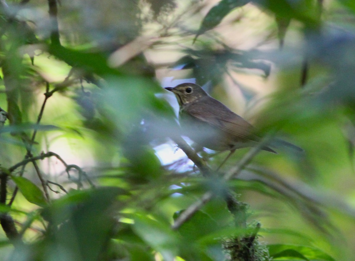 Gray-cheeked Thrush - Miska Nyul