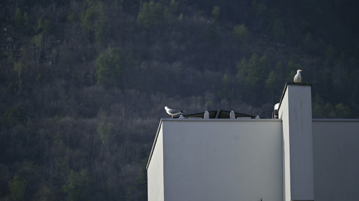 Yellow-legged Gull - ML617470966