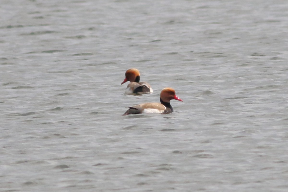 Red-crested Pochard - ML617470981