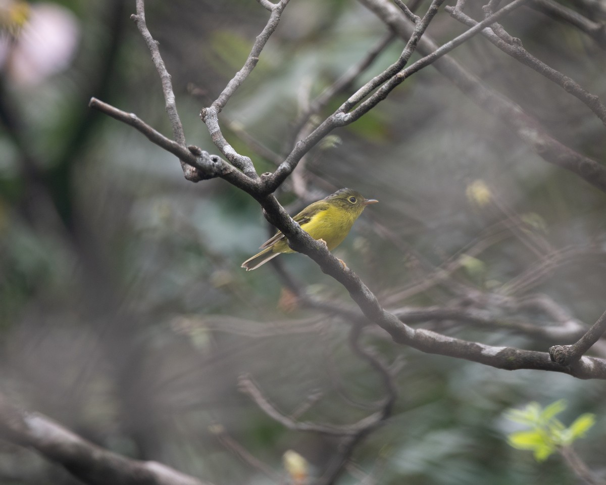 Mosquitero de Bianchi - ML617470990