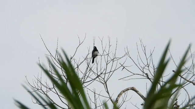 Cone-billed Tanager - ML617470999