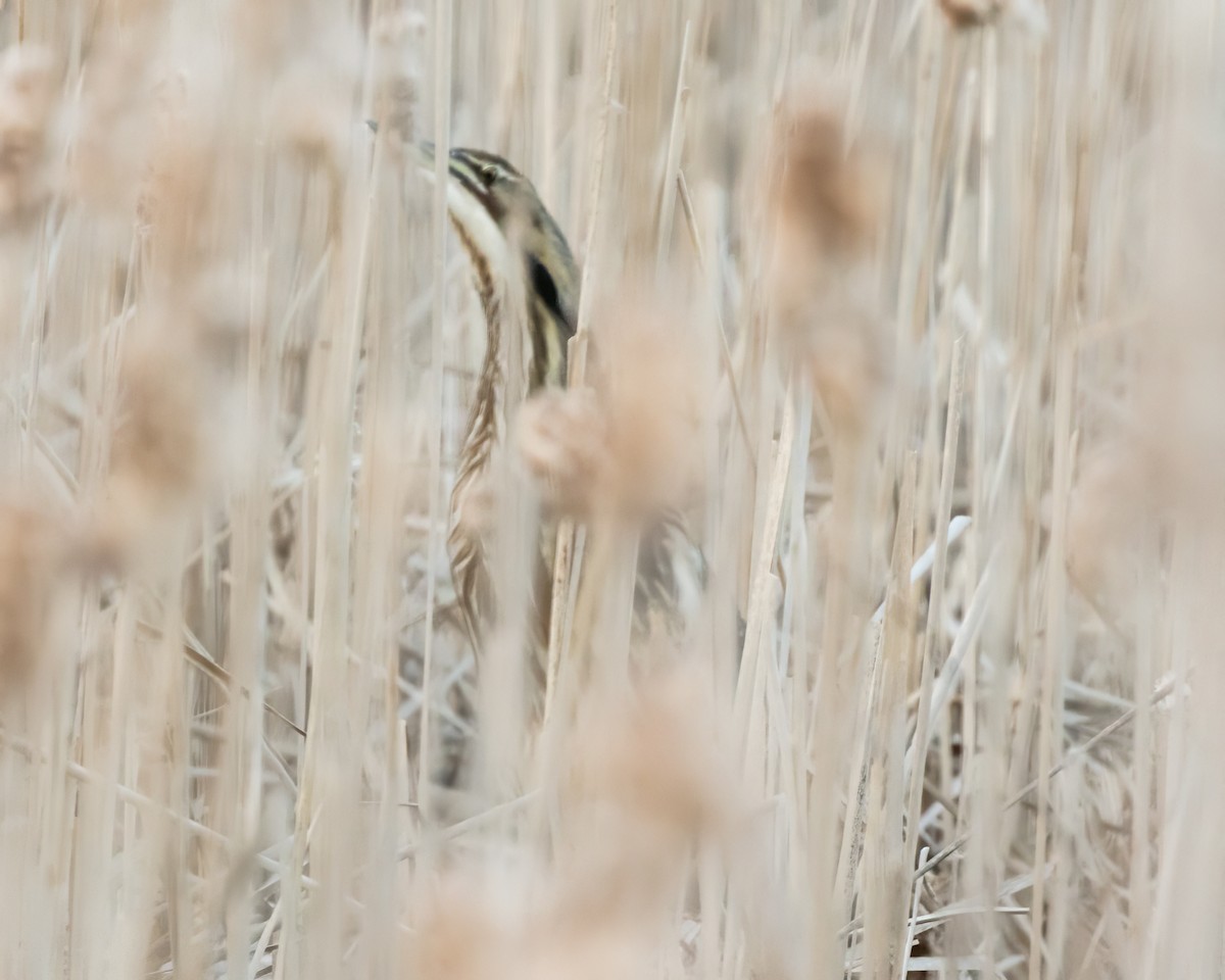 American Bittern - ML617471029