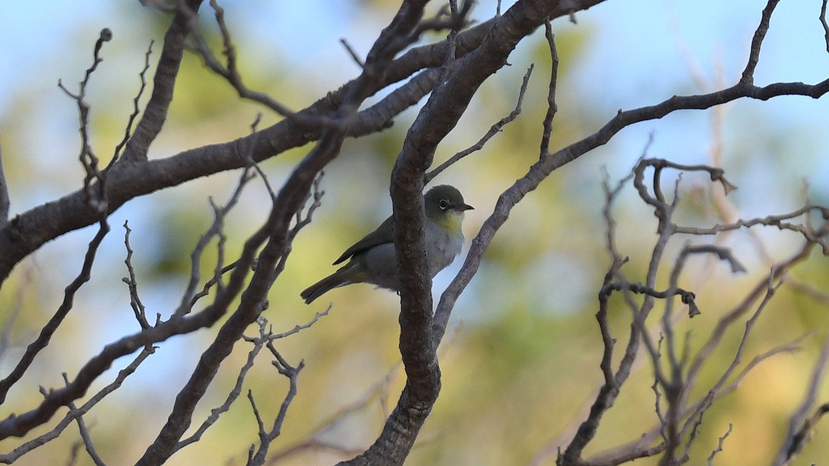 Abyssinian White-eye - ML617471046