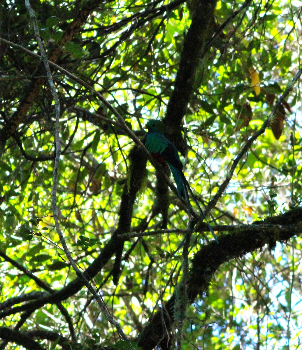 Quetzal Guatemalteco - ML617471050