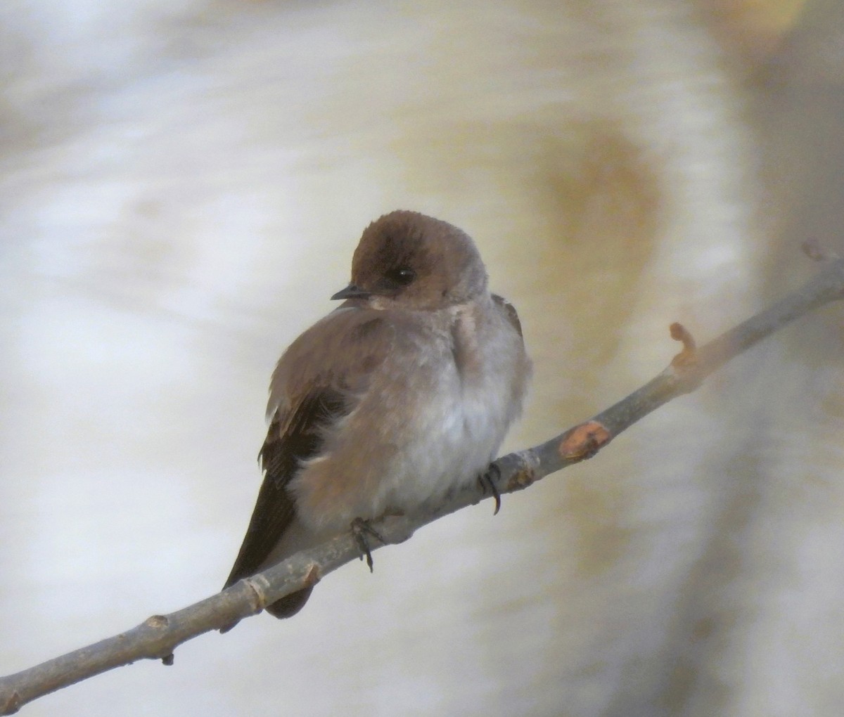 Northern Rough-winged Swallow - ML617471051