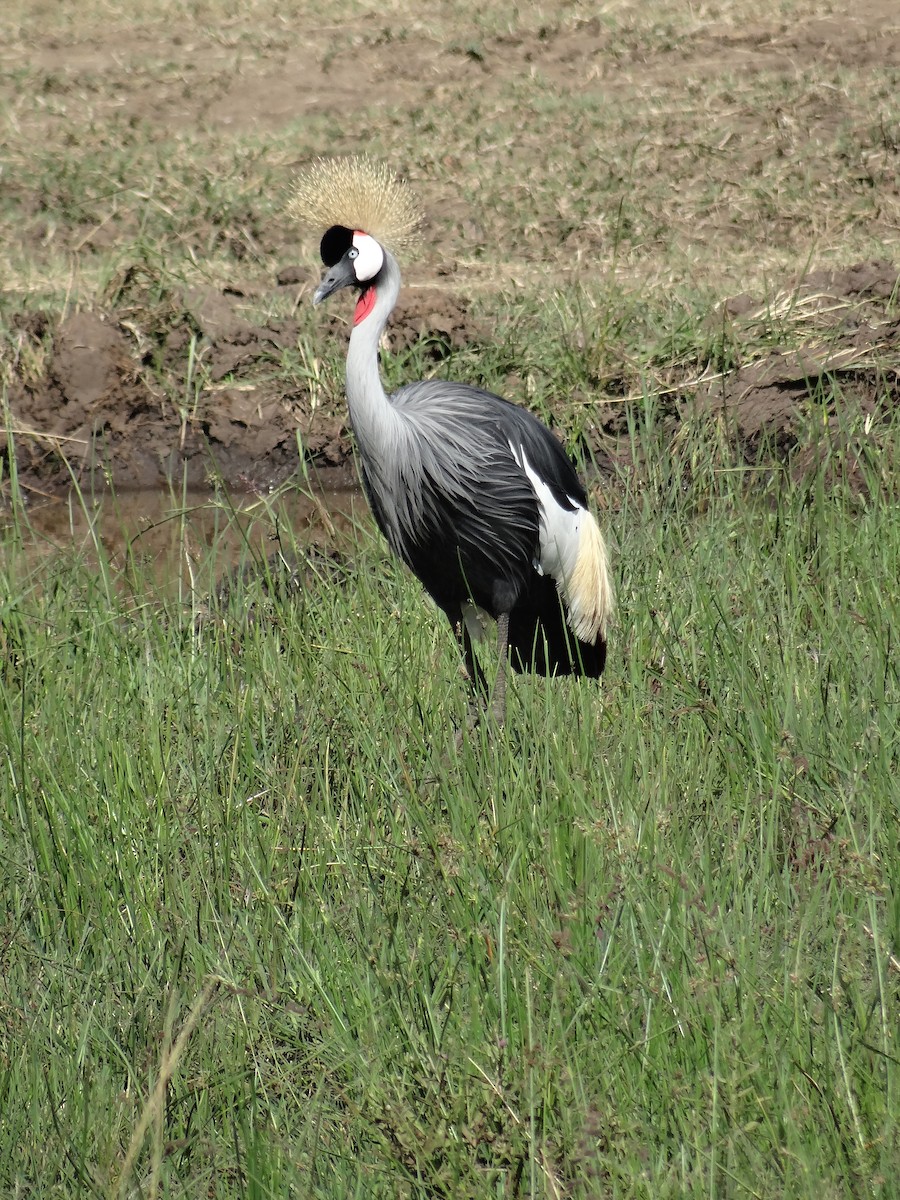 Gray Crowned-Crane - ML617471052