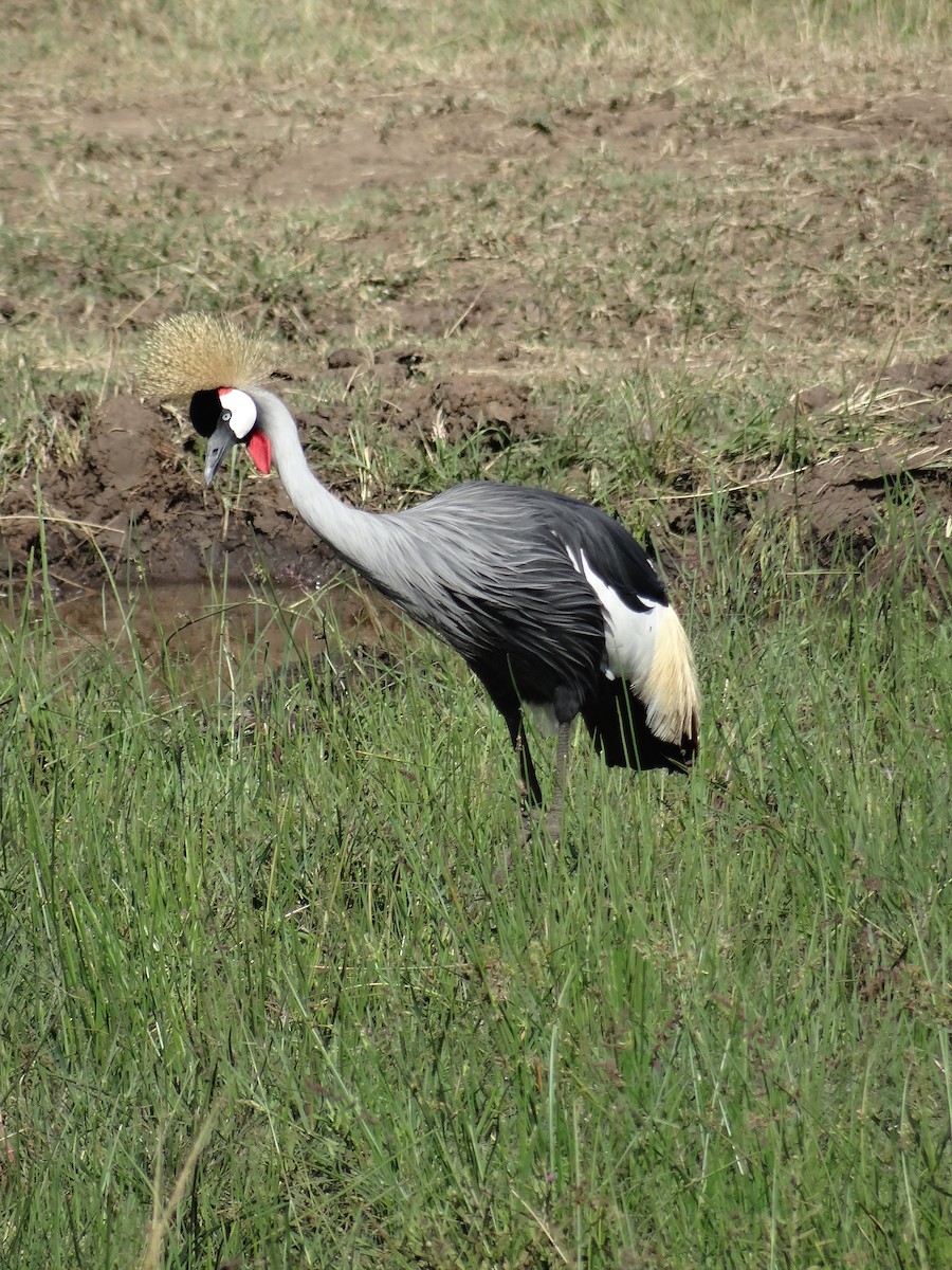 Gray Crowned-Crane - ML617471053