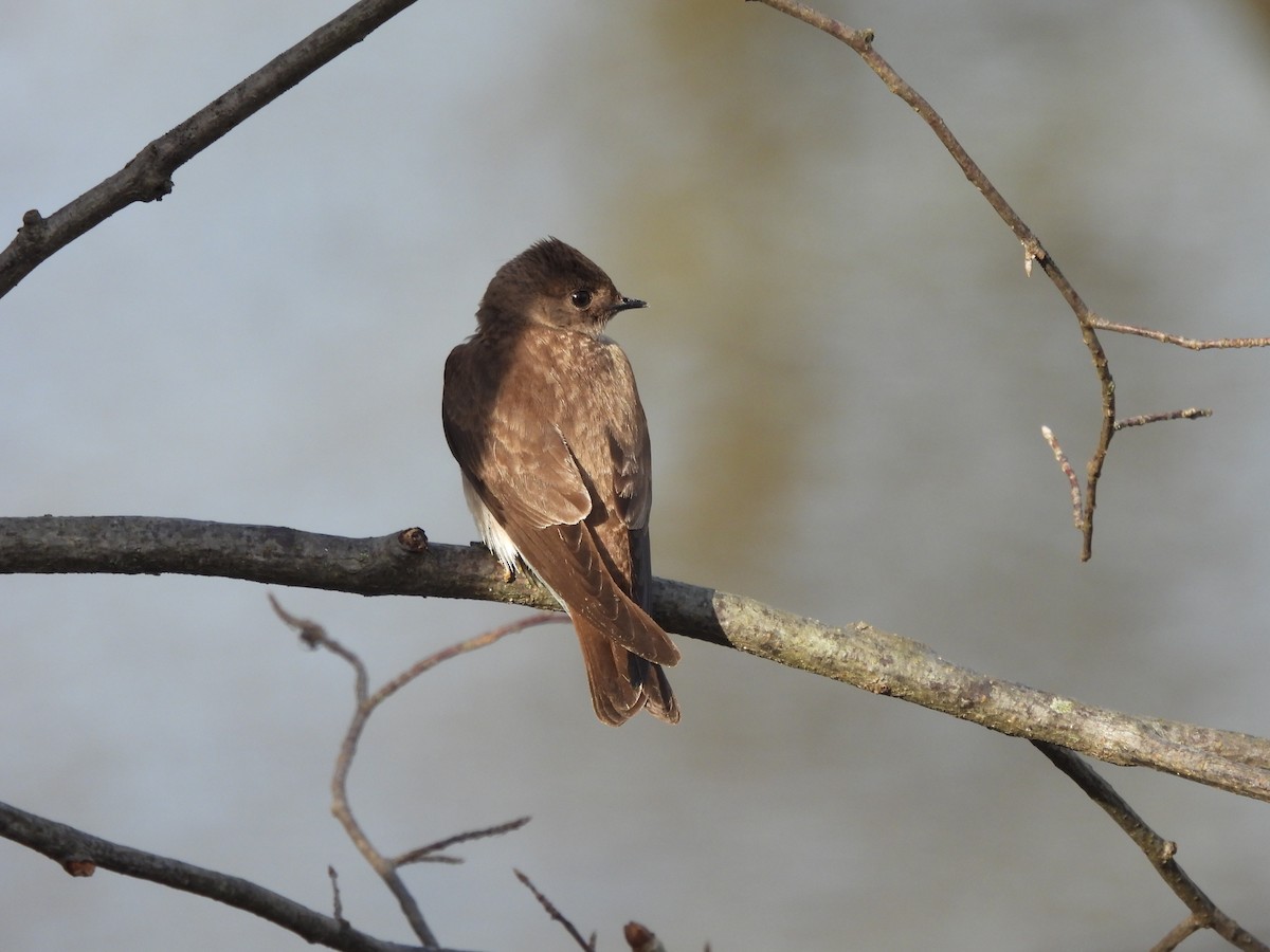 Northern Rough-winged Swallow - ML617471054