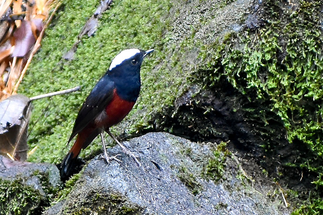 White-capped Redstart - ML617471068