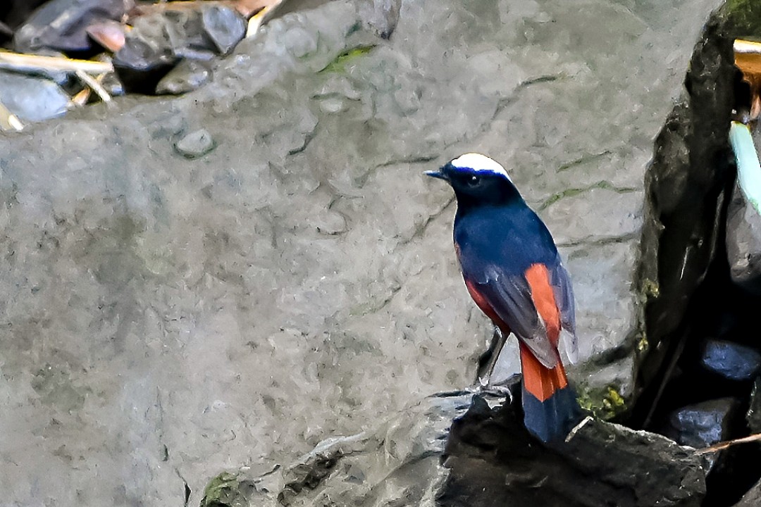 White-capped Redstart - ML617471069