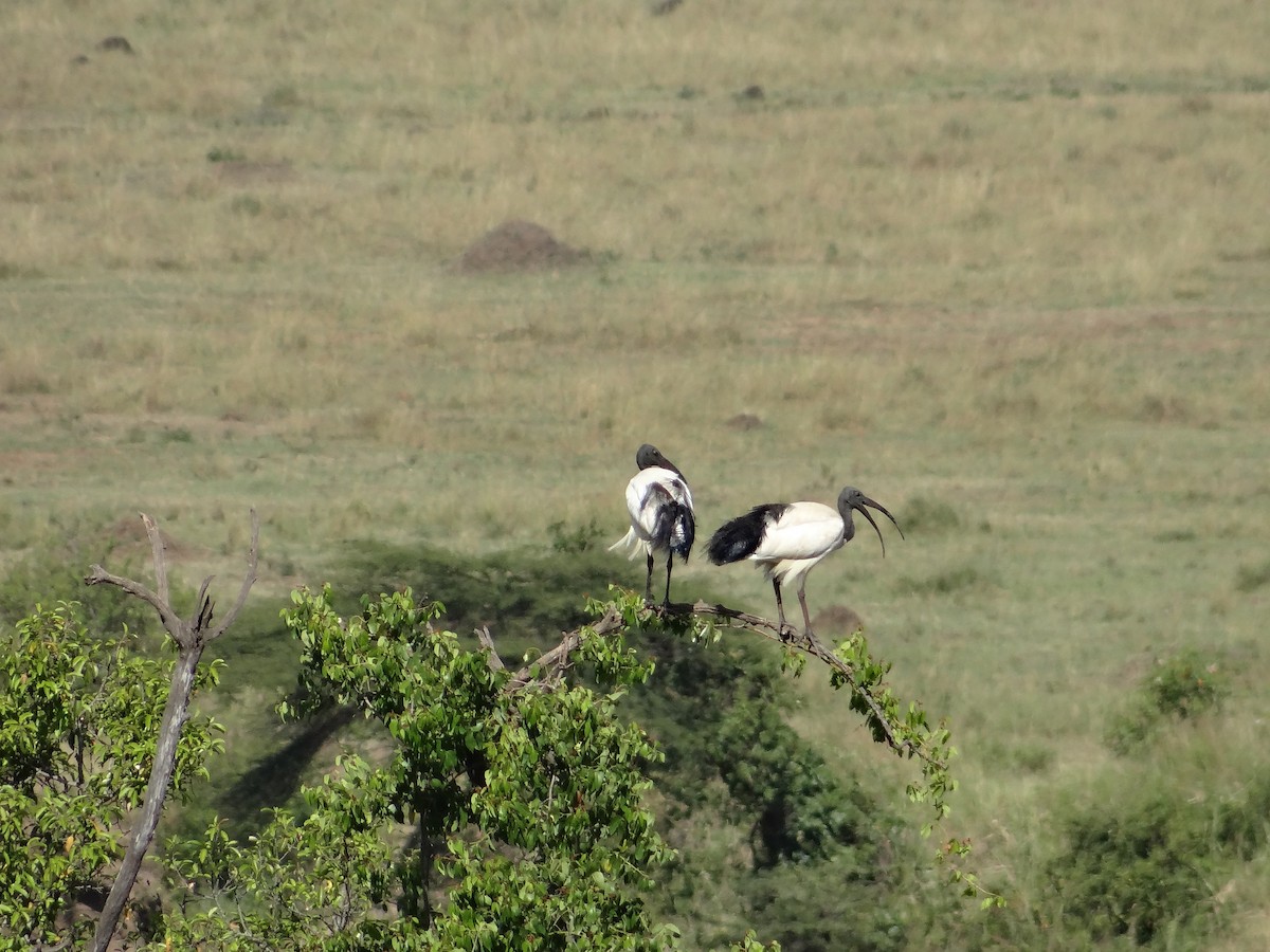 African Sacred Ibis - ML617471073