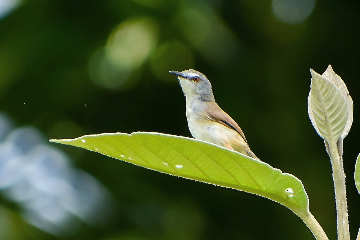 Rufescent Prinia - Suman Biswas