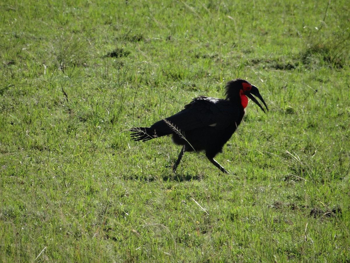 Southern Ground-Hornbill - ML617471084