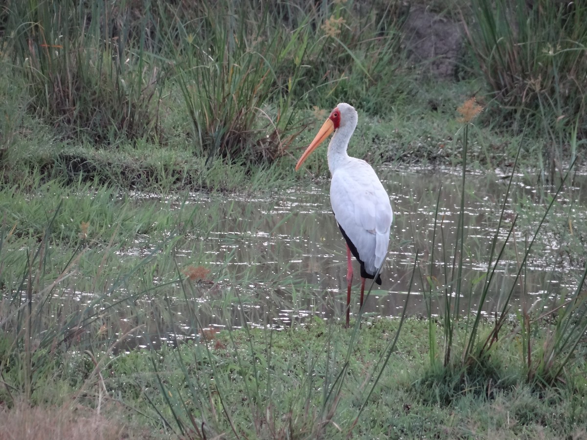 Yellow-billed Stork - ML617471092