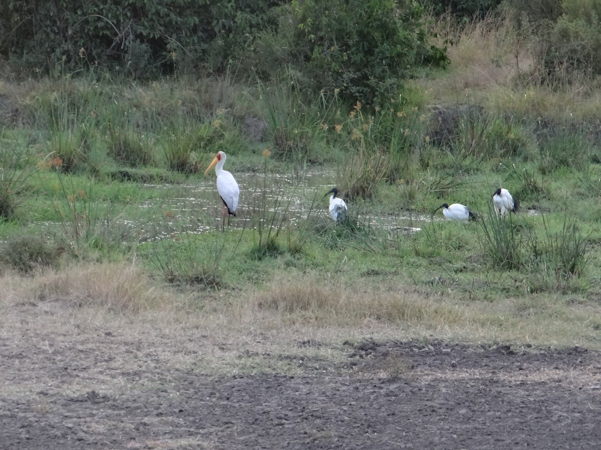 Yellow-billed Stork - ML617471098