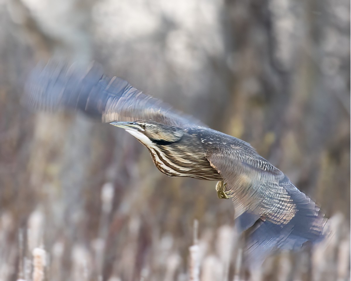 American Bittern - ML617471101