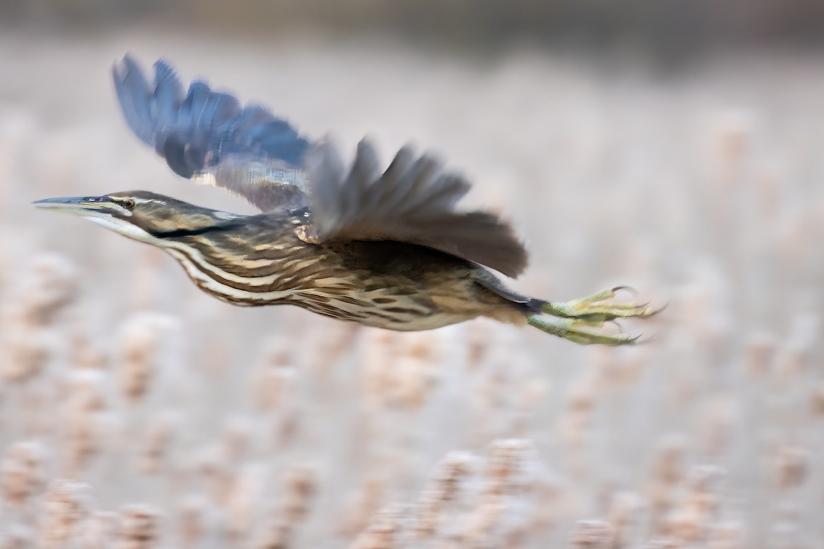 American Bittern - ML617471107