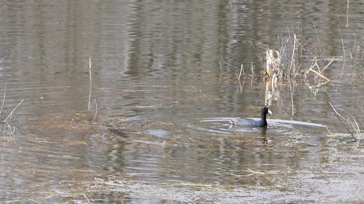 American Coot - ML617471118