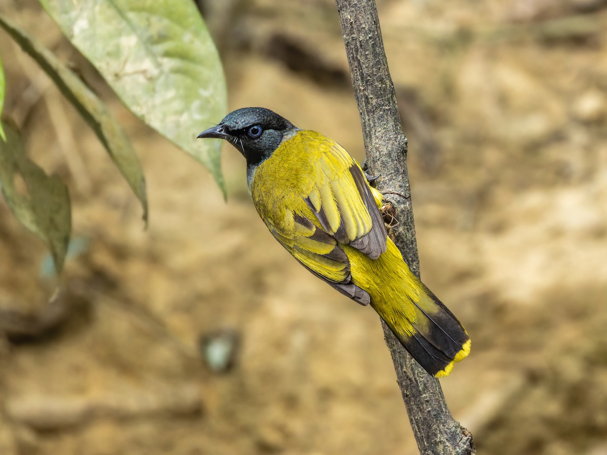 Bulbul cap-nègre - ML617471121