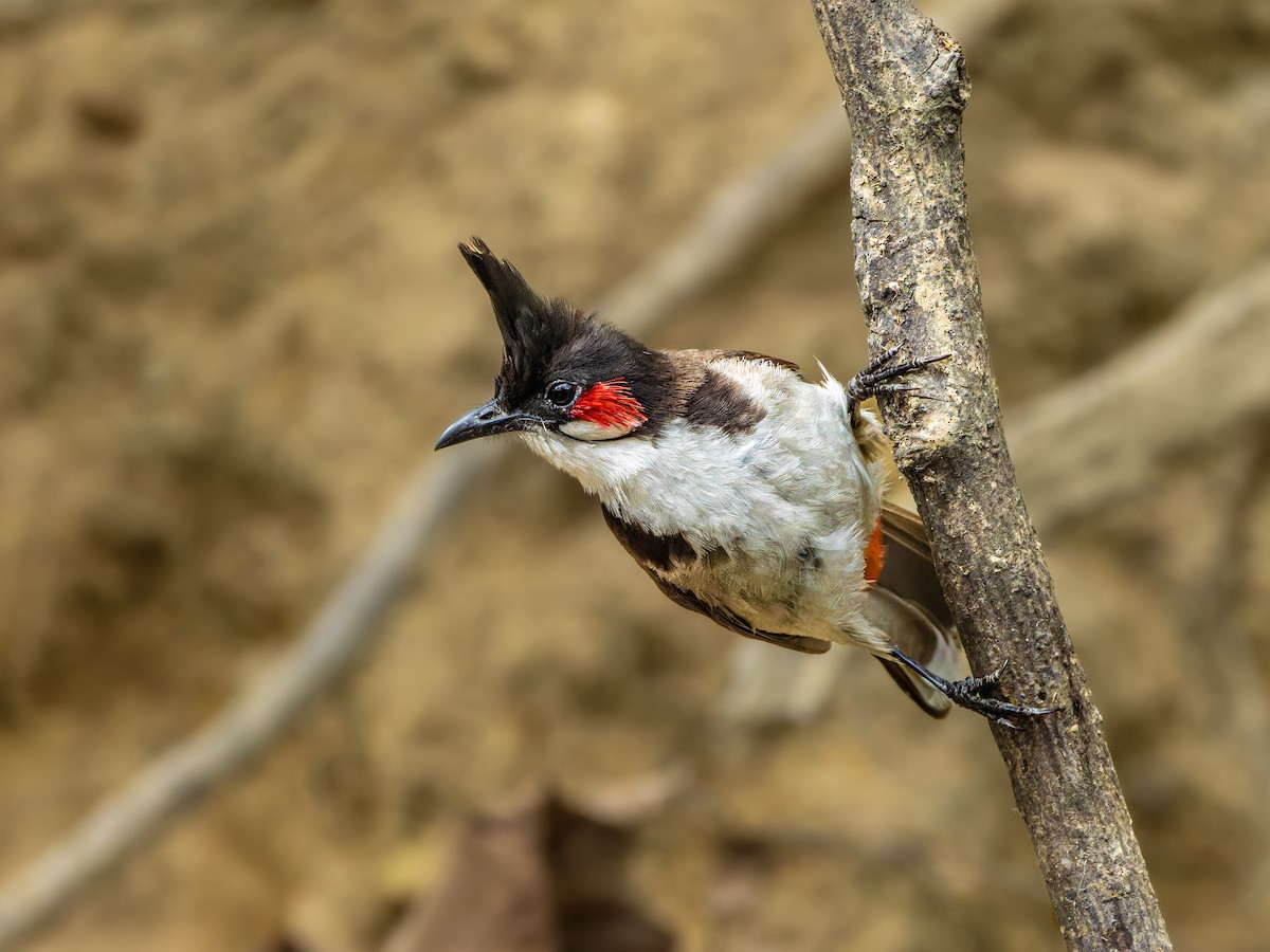 Red-whiskered Bulbul - ML617471149