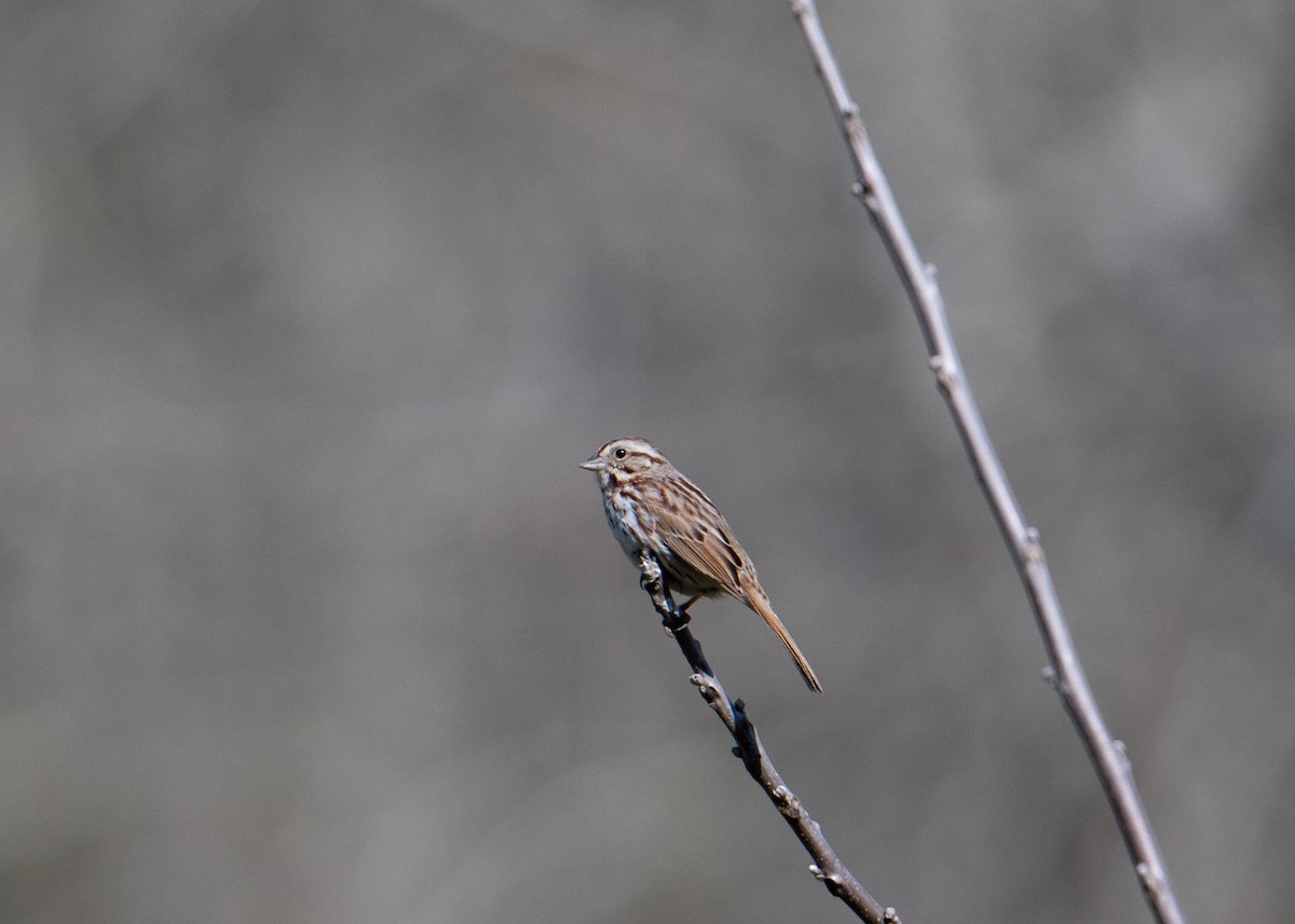 Song Sparrow - Sheila and Ed Bremer