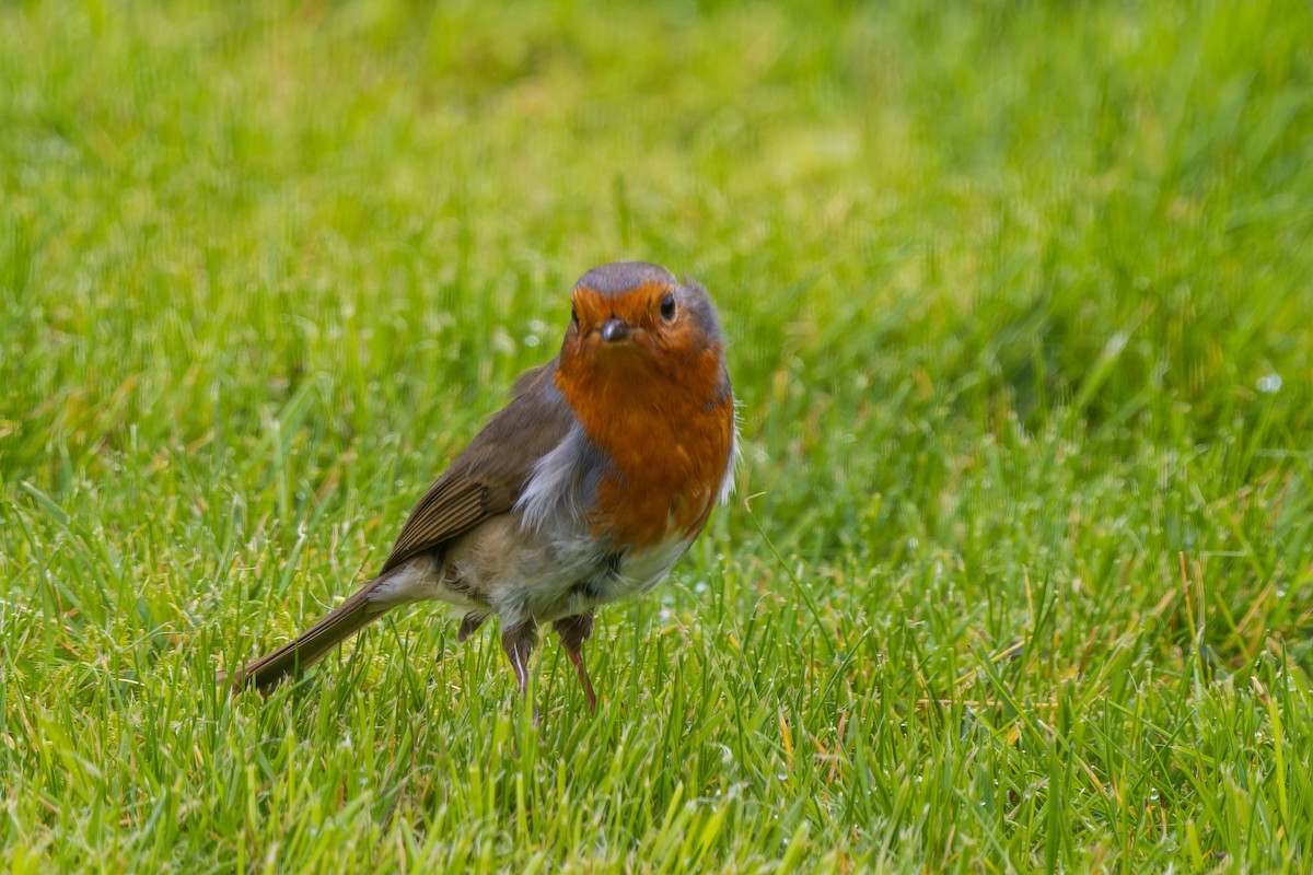 European Robin - ML617471271