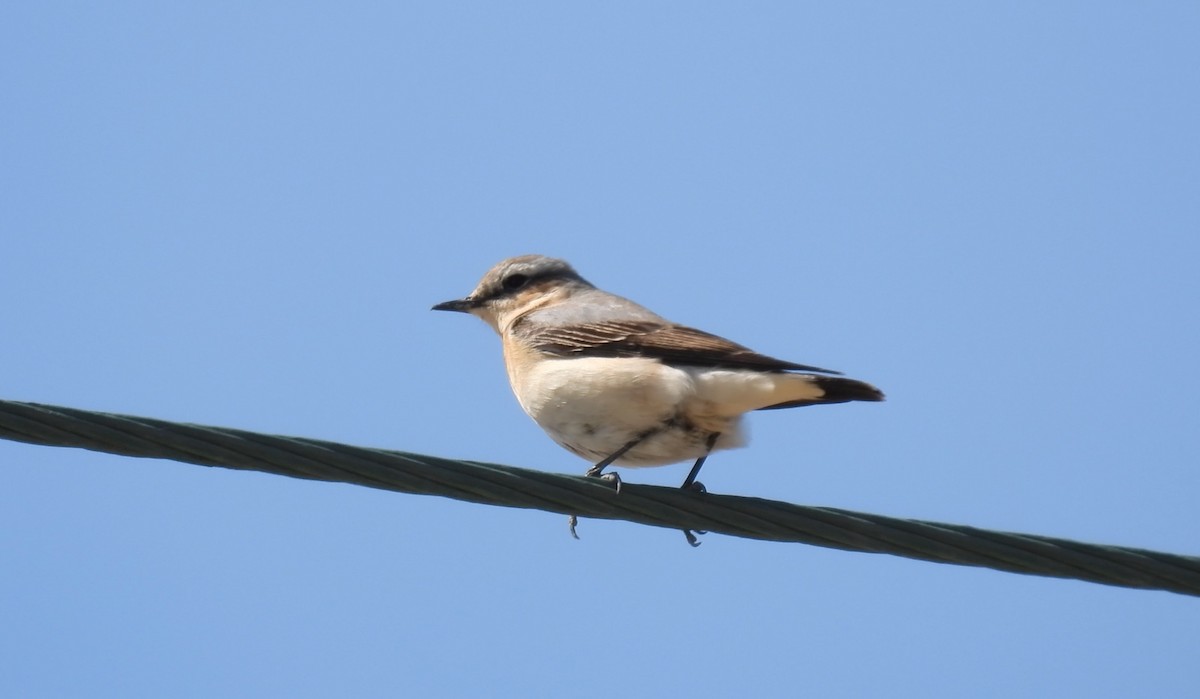 Northern Wheatear - ML617471276