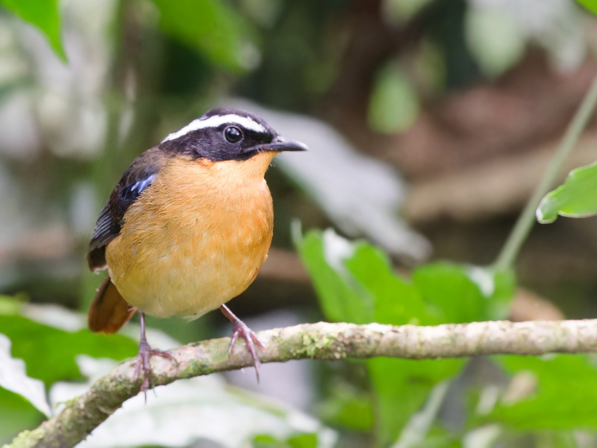 Blue-shouldered Robin-Chat - ML617471298