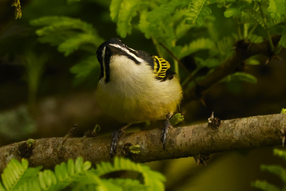 Goldbürzel-Bartvogel [bilineatus-Gruppe] - ML617471300