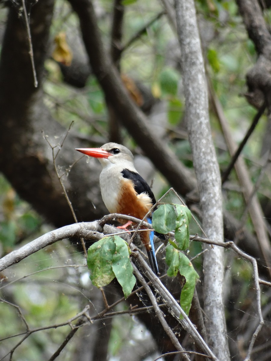 Gray-headed Kingfisher - Miguel Angel Benedicto