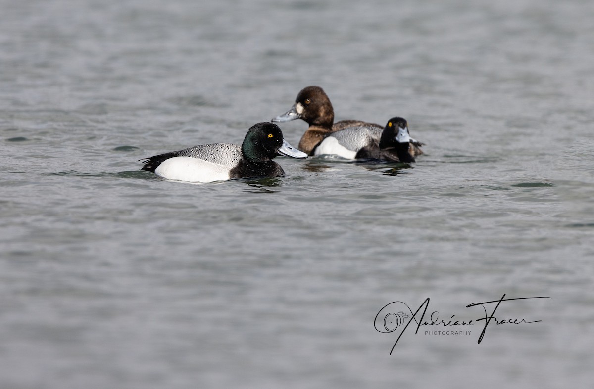 Lesser Scaup - ML617471311