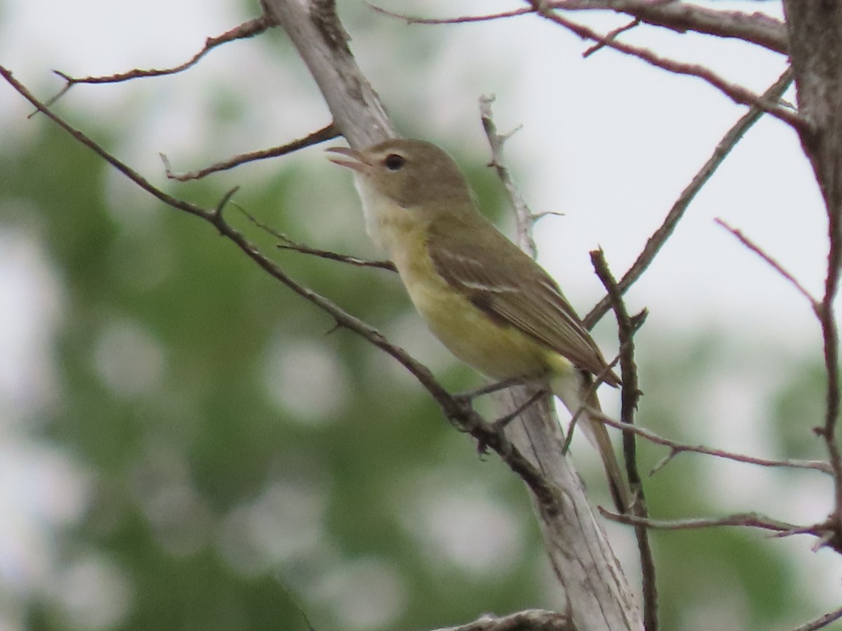 Bell's Vireo - ML617471313