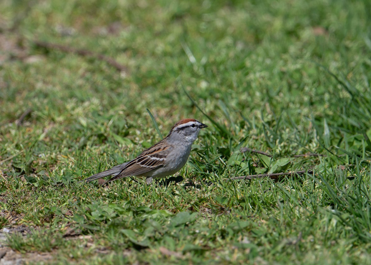 Chipping Sparrow - Sheila and Ed Bremer