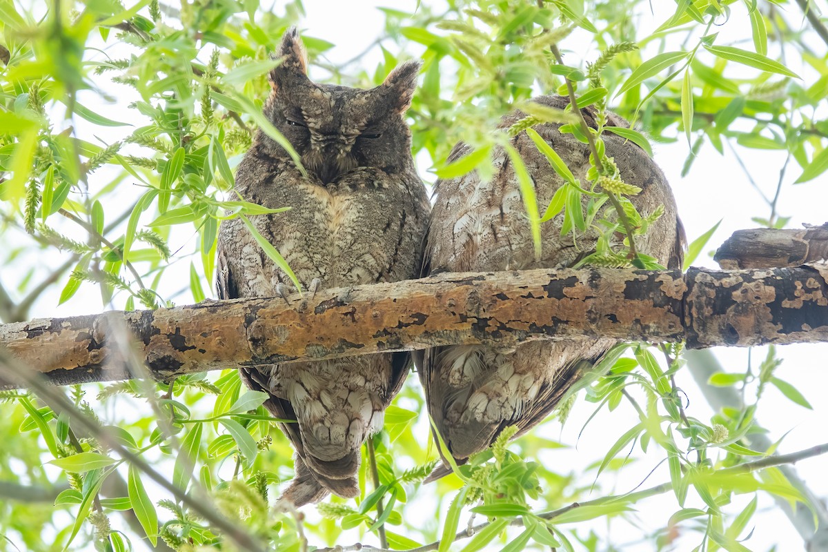 Oriental Scops-Owl - 冰 鸟