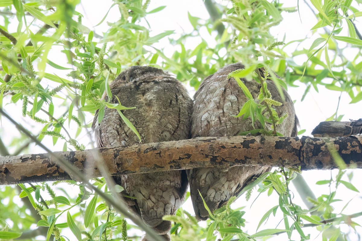 Oriental Scops-Owl - 冰 鸟